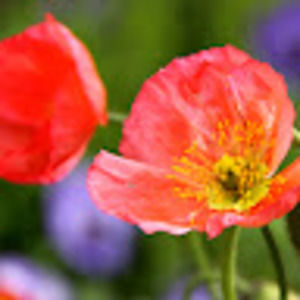 Meet your Posher, Kerry